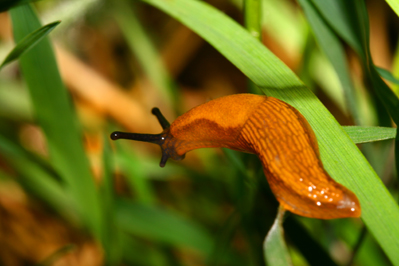 Seasonal Gardening: Slug Control, Low-Mow Lawn and Edible Flowers Image